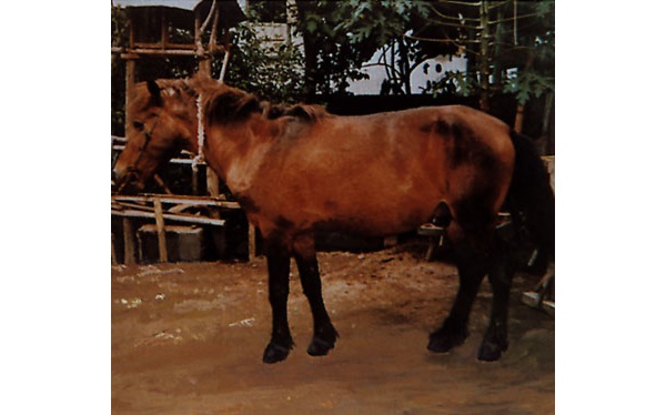 Bali Pony