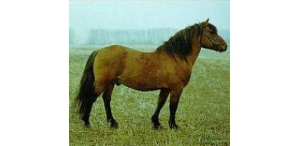 Bashkirskj Pony