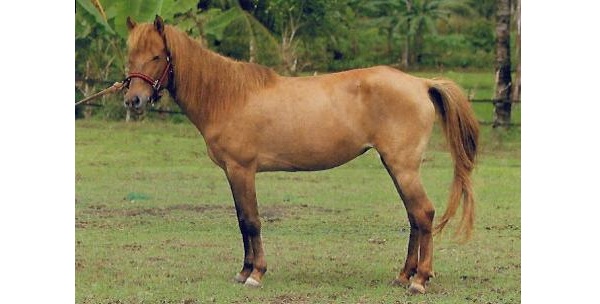 Batak Pony