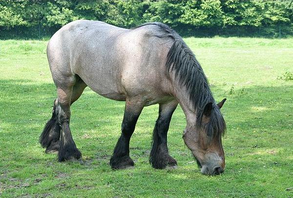 Cavallo Belga da Tiro