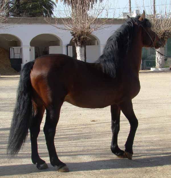 Cavallo Berbero