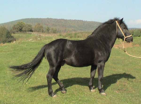 Bosniaco Pony