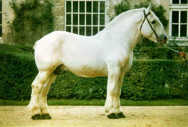 Cavallo Boulonnais