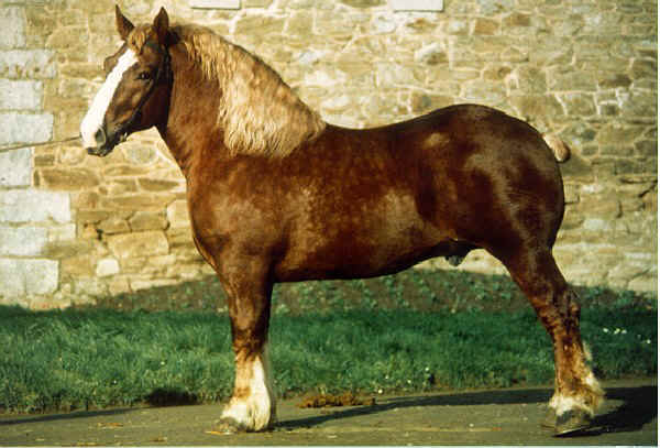 Cavallo Bretone