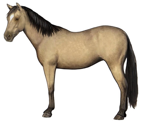 Cavallo Buckskin