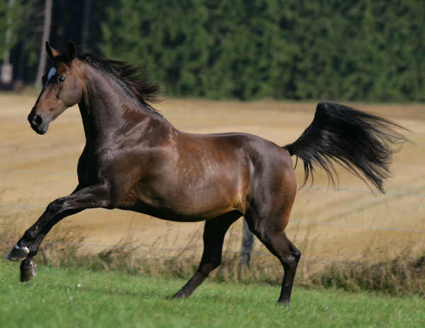 Cavallo Budjonny