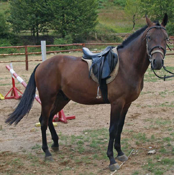 Cavallo Bulgaro Orientale