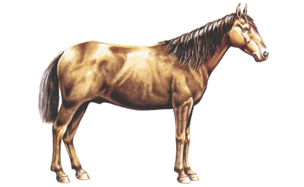 Burma Pony
