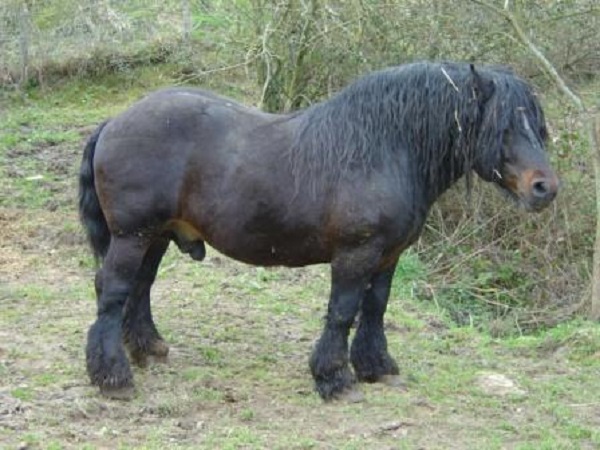 Caballo de Monte del País Vasco