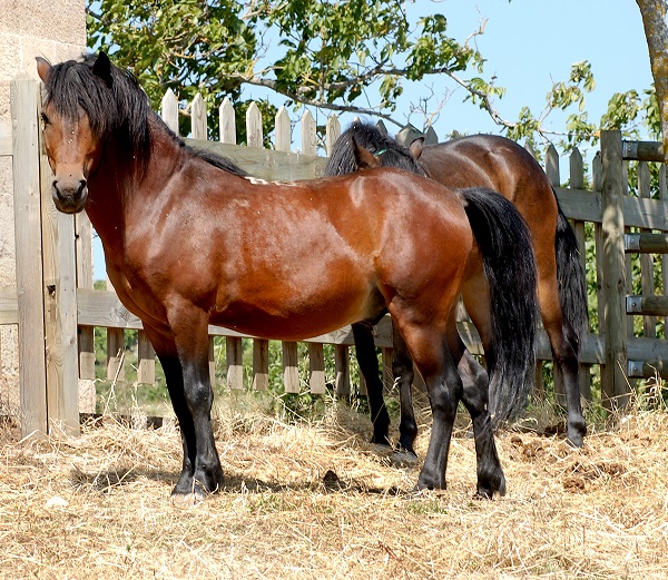 Caballo de Pura Raza Gallega