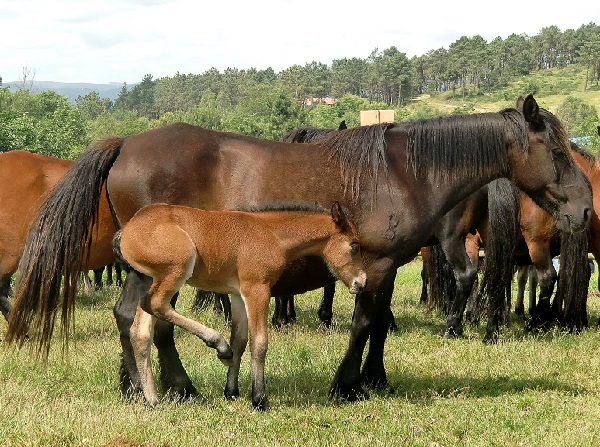 Caballo de Pura Raza Gallega