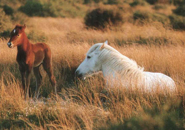 Cavalli Camargue 
