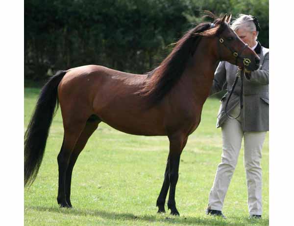 Caspian Pony