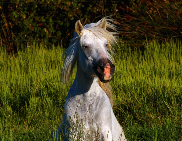 Cavallo del Delta