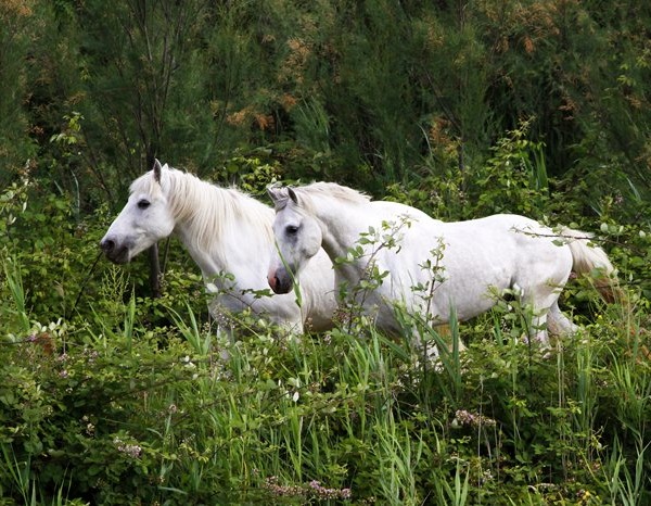 Cavallo del Delta