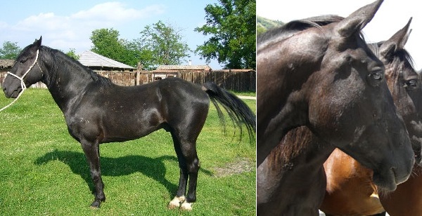 Cavallo romano della Maremma Laziale