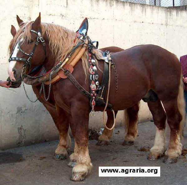 Cavallo Agricolo Italiano da Tiro Pesante Rapido