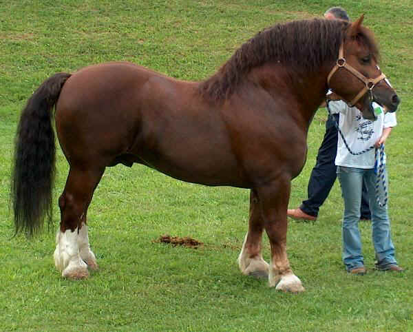 Cavallo Agricolo Italiano da Tiro Pesante Rapido