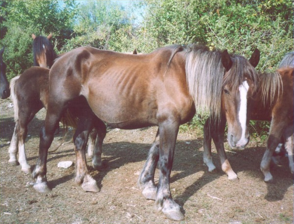 Cavallo del Cicolano