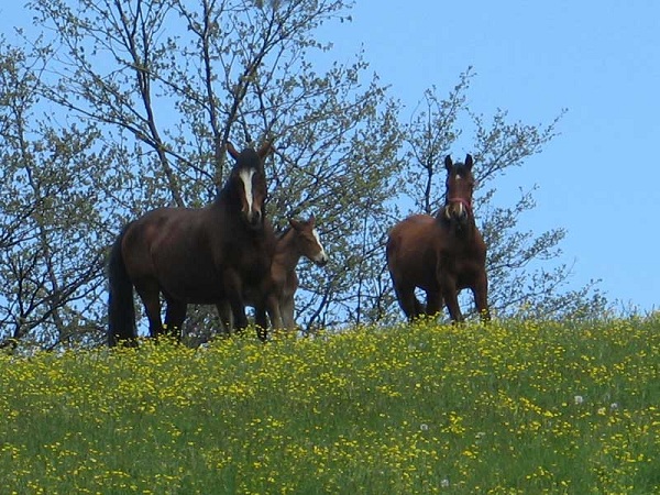 Cavalli del Ventasso al pascolo