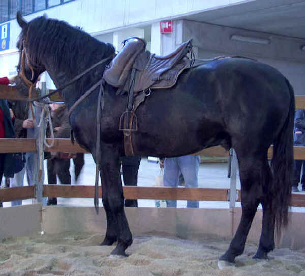 Cavallo Maremmano