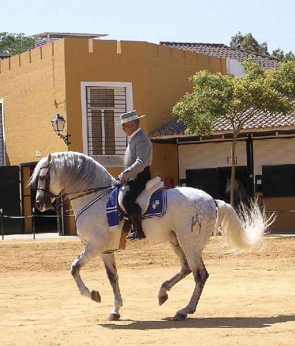 Cavallo Certosino