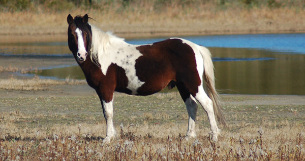 Chincoteague e Assateague