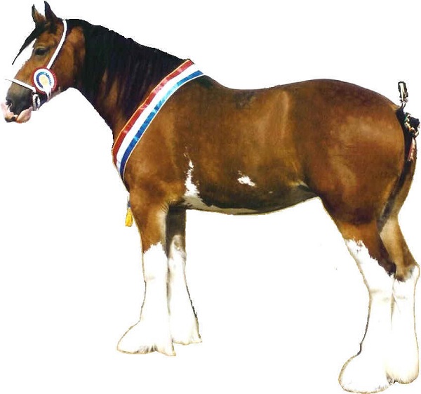 Clydesdale