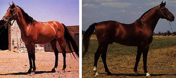 Cavallo Darashouri