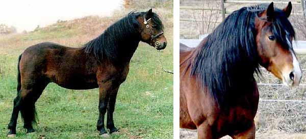 Dartmoor Pony