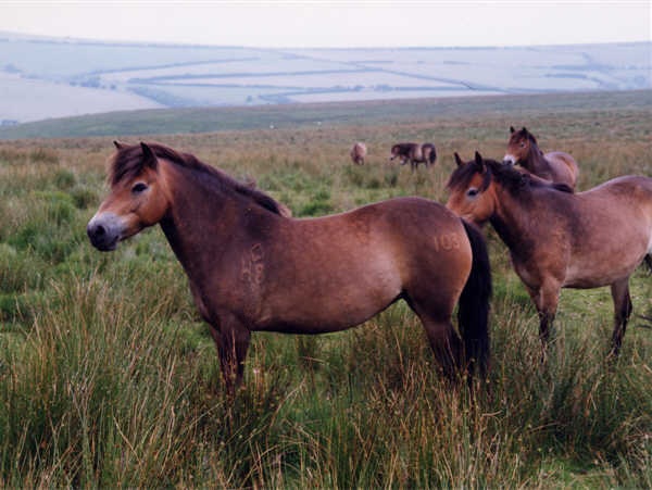 Exmoor Pony