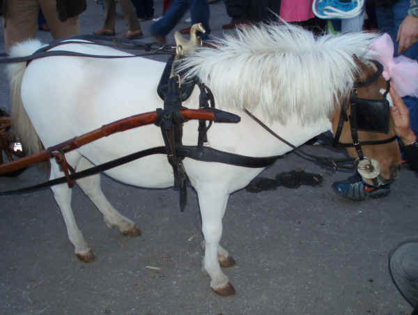 Cavallo Falabella 