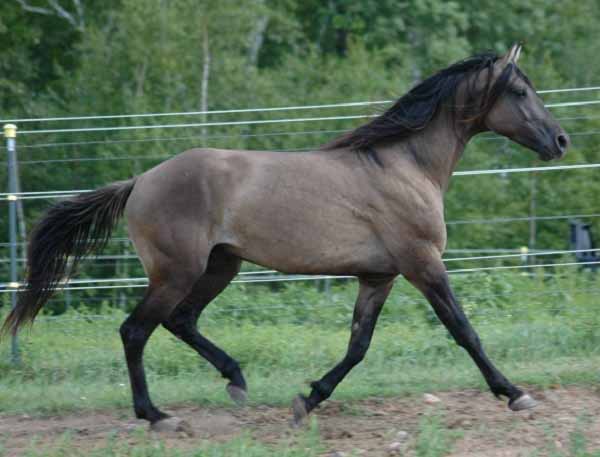 Fox Trotter del Missouri