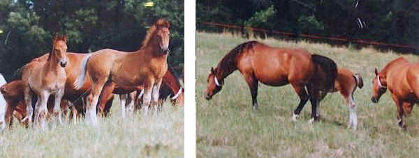 Puledri e cavalli Freiberg (o Franches-Montagnes) al pascolo 