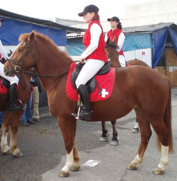 Cavallo Freiberg (o Franches-Montagnes) 