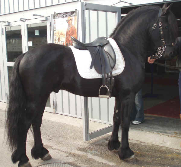 Cavallo Friesian (o Frisone Occidentale) 