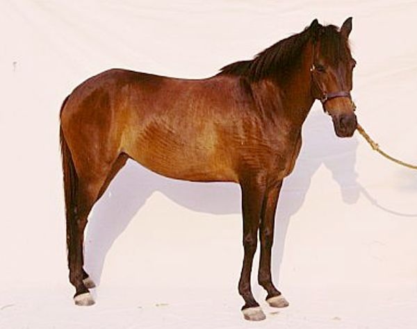 Giava Pony