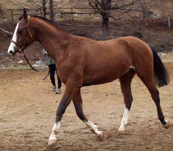 Cavallo Gidran