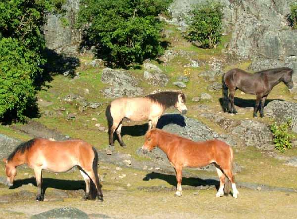 Gotland Pony