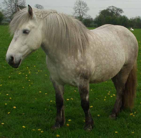 Highland Pony