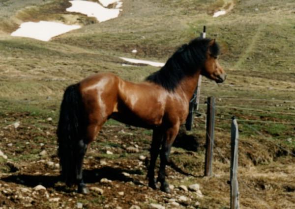 Iceland Pony