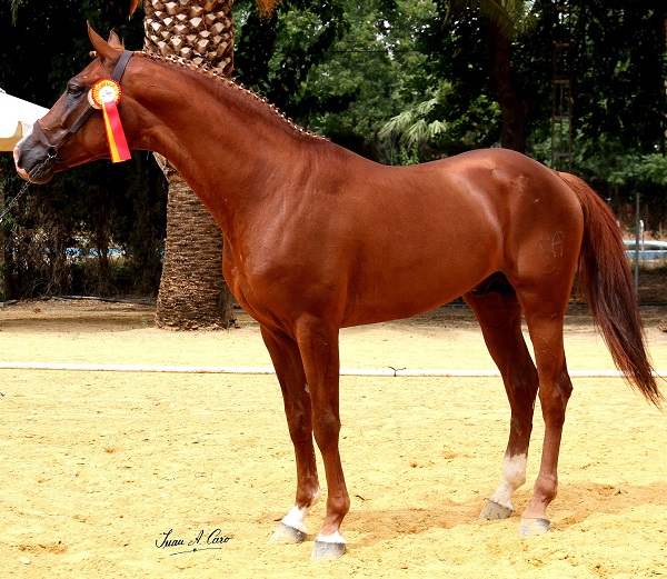 Cavallo Ispano-Arabo