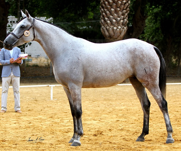 Cavallo Ispano-Arabo
