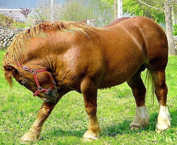 Cavallo Ispano-Bretone