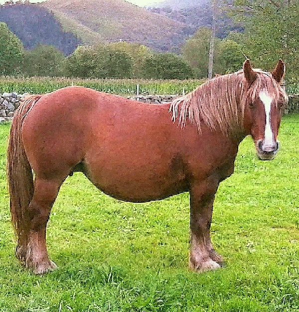 Cavallo Ispano-Bretone