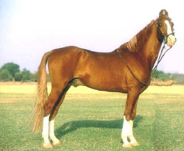 Kathiawari Pony