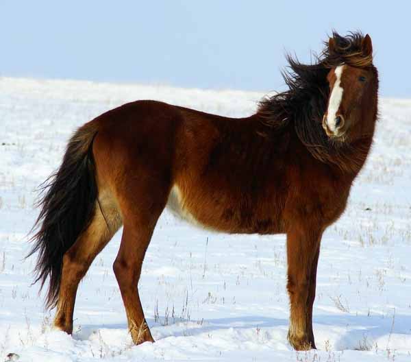 Pony Kazakh