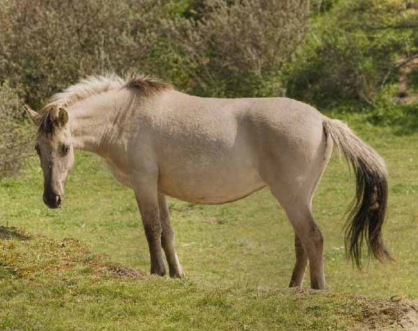 Konik Pony