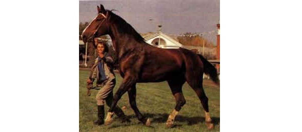 Cavallo Lettone