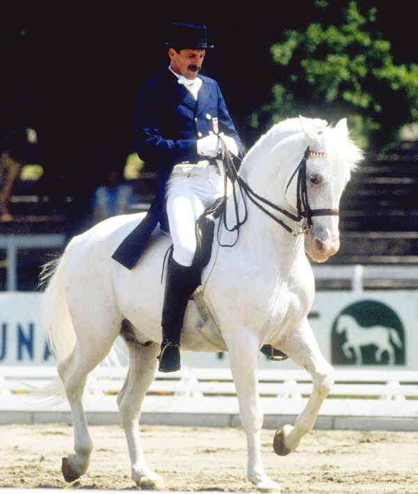 Cavallo Lipizzano